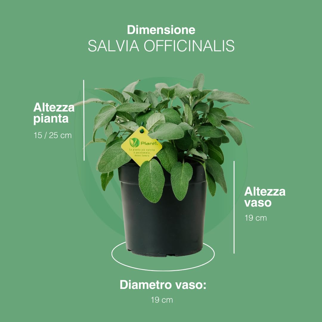 Salvia Officinalis | Pianta Aromatica da Esterno per Cucina, Perfetta per Insaporire i Piatti e Ornare il Giardino | Concimazione 6 Mesi con Sistema Plantì