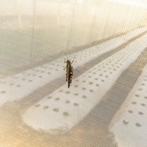 Garden Netting Pest Barrier, 10x20Ft Fine Bug Netting for Vegetable Plants Fruits Flowers Crops Greenhouse Row Cover Raised Bed Barrier Screen Protection Net Cover - Thumbnail 7