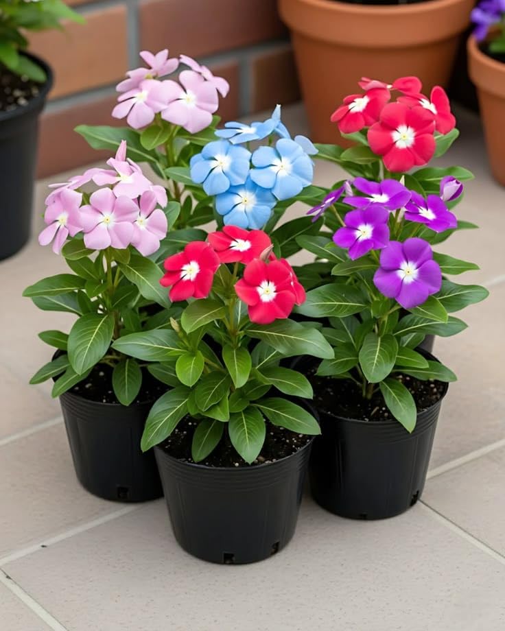 Nurturing Earth Annual Vinca Mixed Colour Flowering Live Plants for Garden Beds, Balcony & Terrace | All Season Ornamental Outdoor Flower Plant for Home Gardening-image-39
