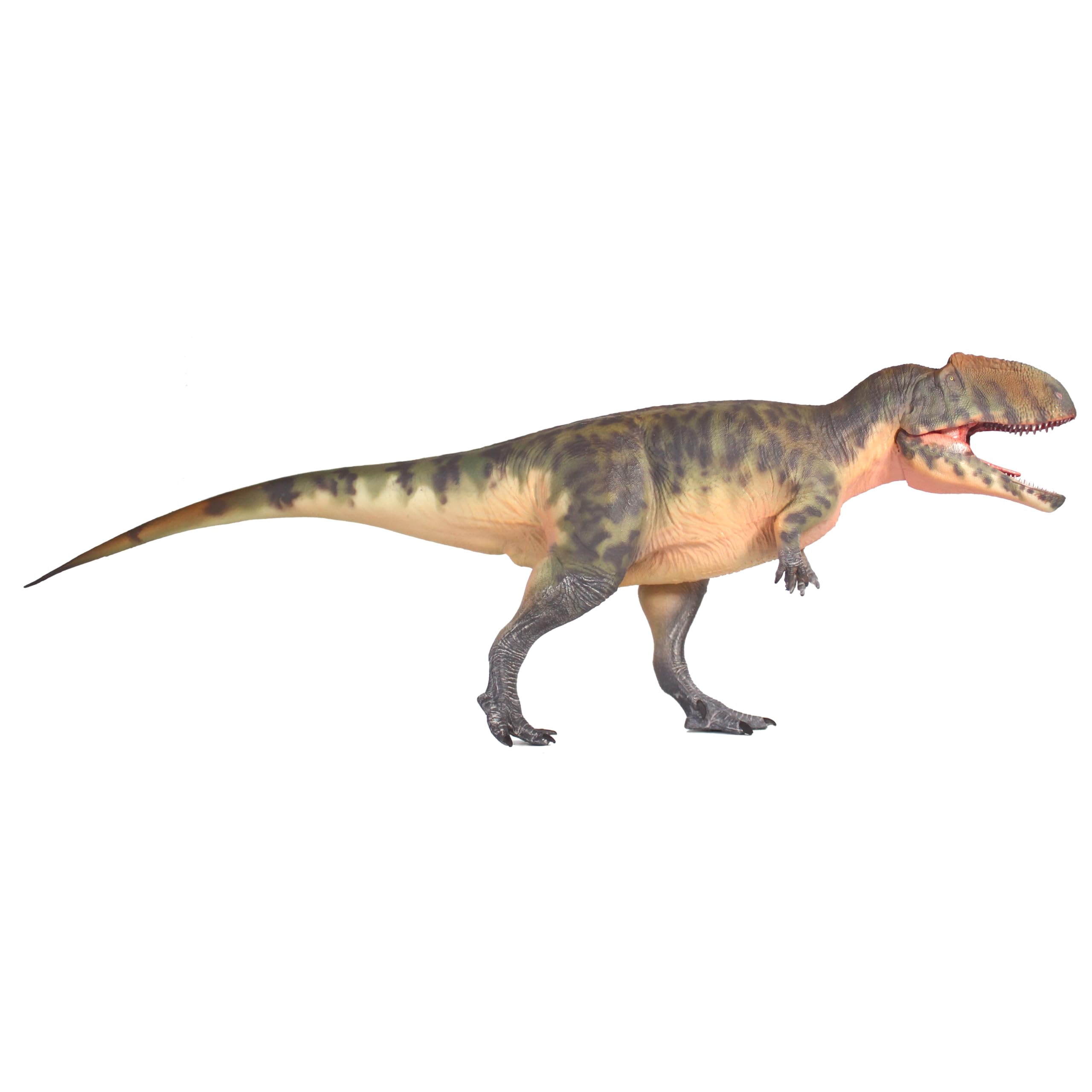 Giganotosaurus 1:35 AMITD modèle Guan Sheng d'art et science pour collectionneur