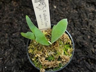Amazon｜frog_yamato【willinckii yellow moon dwarf 】YMDS イエロー