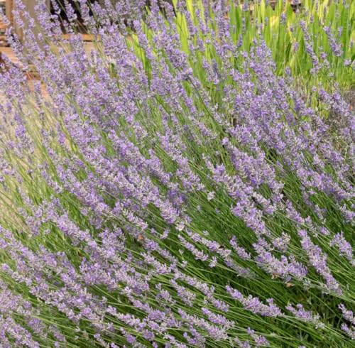 Aceite Esencial de Lavanda Francesa Orgánico 5 mL miniatura 3