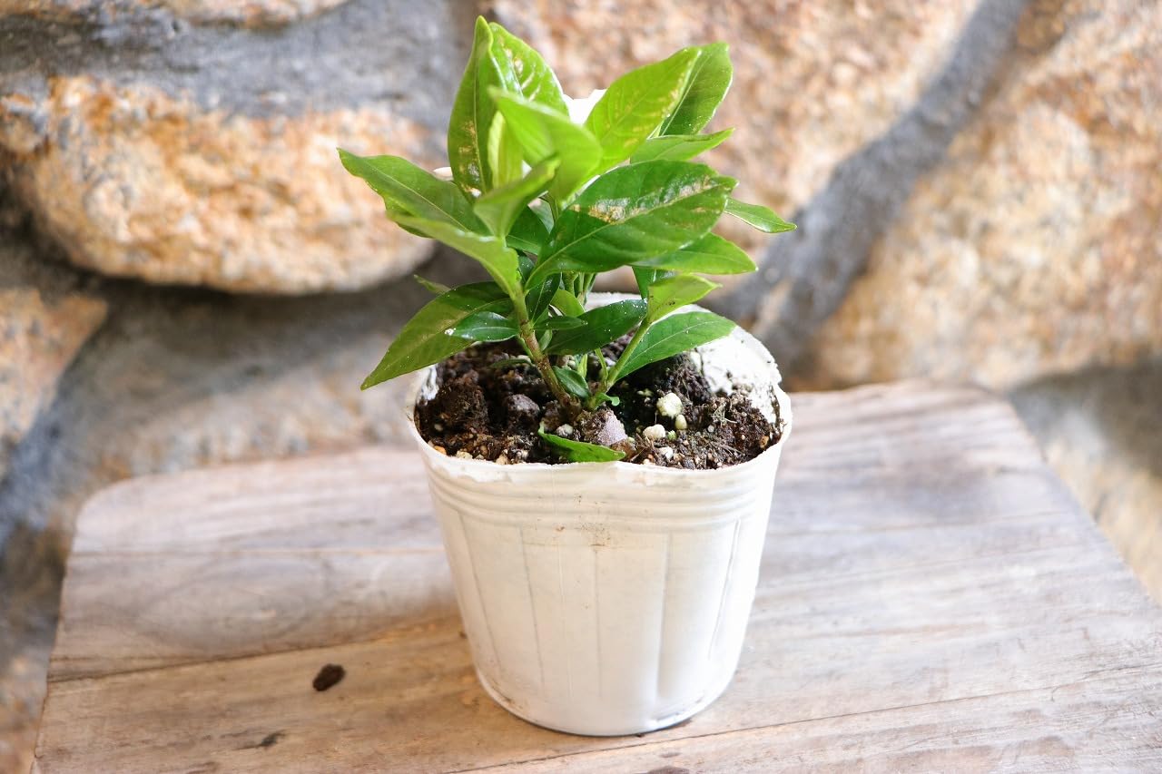 Amazon.co.jp: 八重咲き クチナシ ヌマタクチナシ 3〜3.5号ポット苗 1