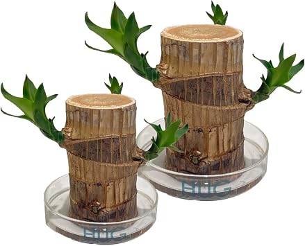 Brazilian Wood Plant Set, Brazilian Lucky Wood Plant with Pandan Statue, Brazilian Wood Hydroponic Plant, Brazilian Lucky Tree, Mini Brazil Wood Plant Decorations for Pots