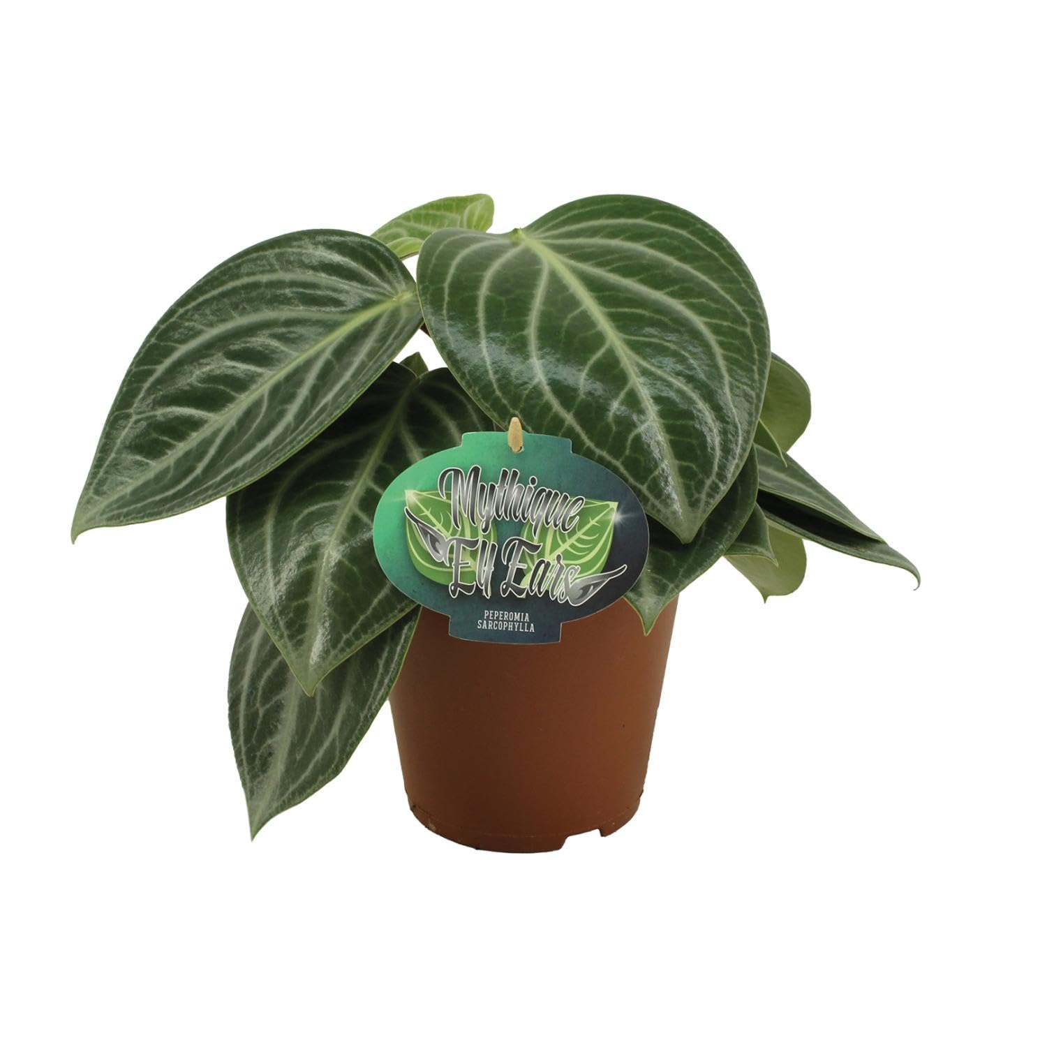 Peperomia Sarcophylla - 25cm - Ø15cm - Plante d'intérieur - Vert persistant - Cactus et plantes succulentes