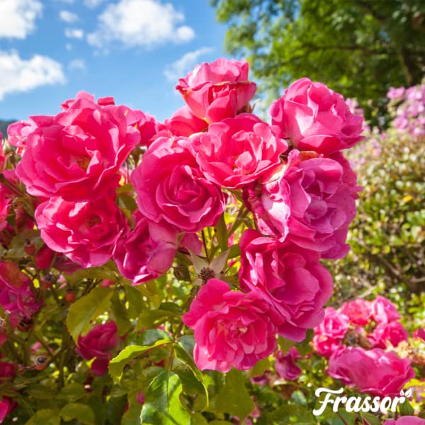 Fertilizante Para Insectos - 10kg | Por 100 M - Activador Y Fertilizante Natural Del Suelo - Rico En Nutrientes - Fertilizante Para Jardín - Frassor
