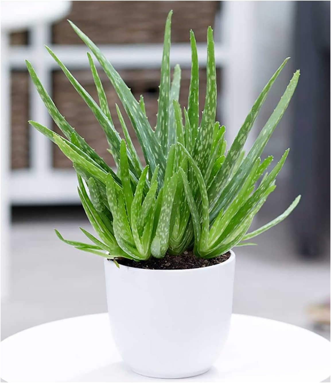 BALDUR Garten Echte Aloe Vera, 1 Pflanze, hoch im 12 cmTopf, Aloe