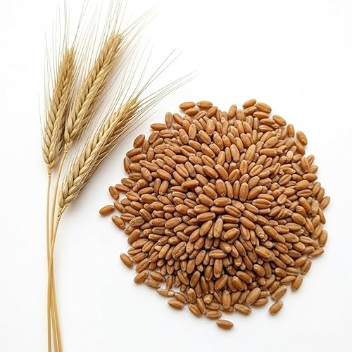 1,000 semillas – Semillas de cultivo de centeno de invierno sin labranza – Centeno sin OMG para parcelas de alimentos, forraje de ciervos y pavos,