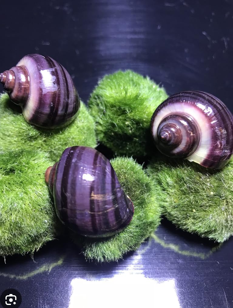 1 x Baby Purple Mystery Snail Freshwater Aquarium Live