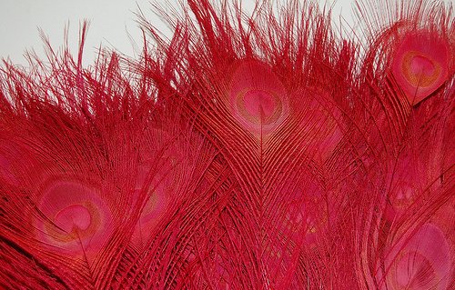 50 Pcs Bleached & Dyed Peacock Feathers 35