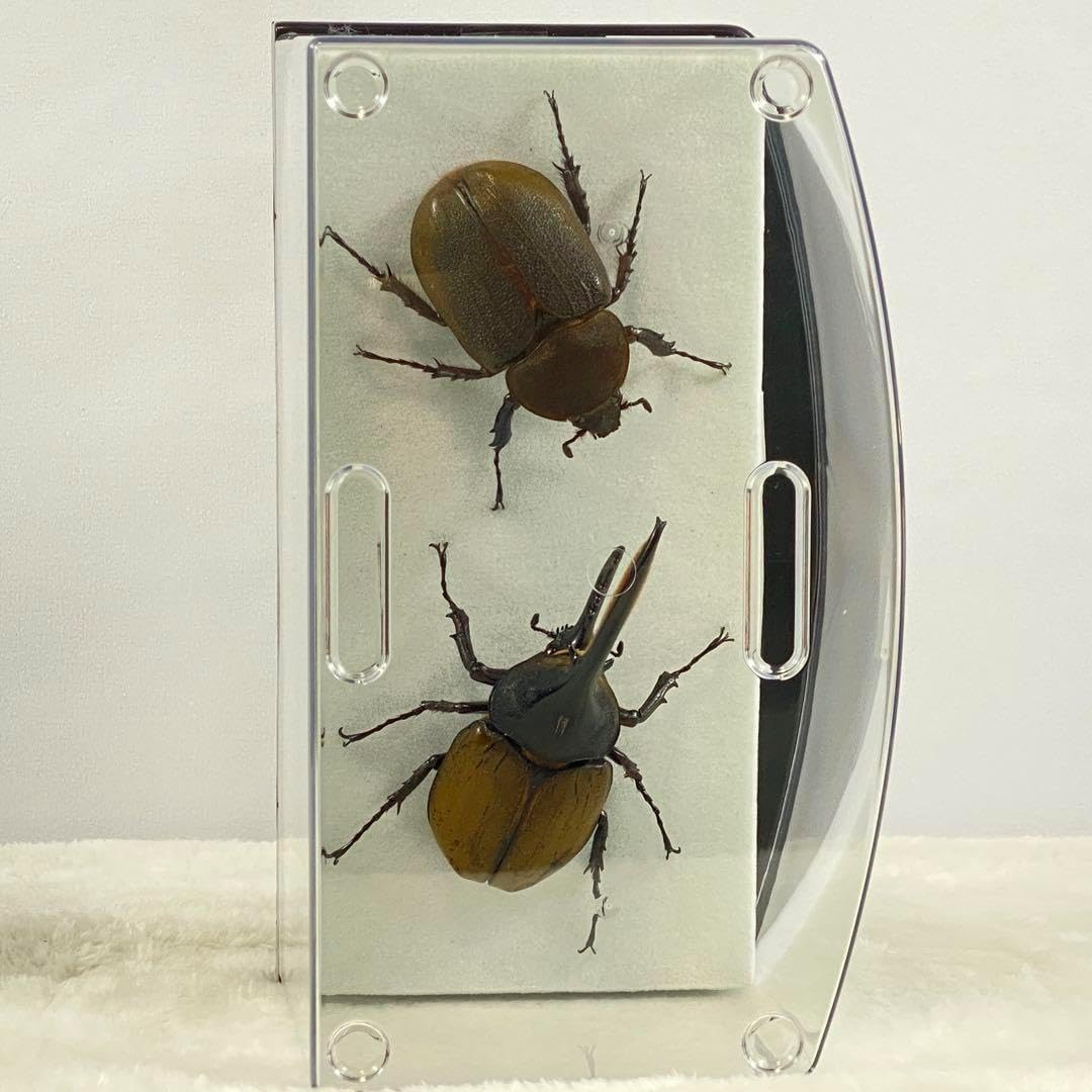 ペアヘラクレスオオカブト（ブリュゼニ）のオブジェ（標本）