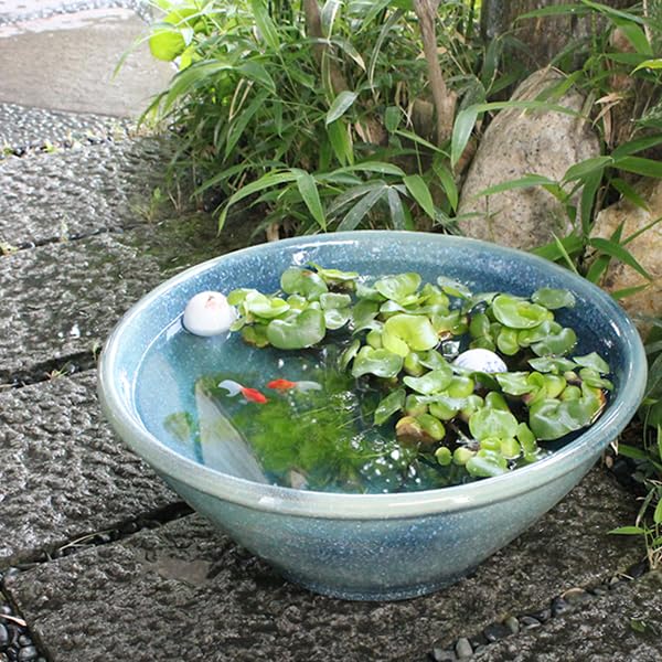 焼き物　めだか鉢　(水蓮鉢) 楽天市場】信楽焼 めだか鉢 38.5×高さ17.5cm 陶器 日本製 金魚鉢