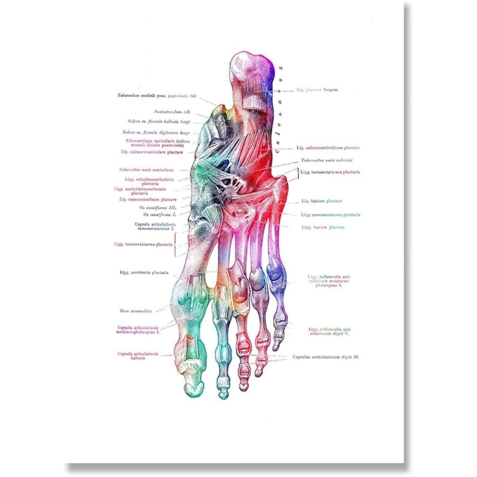 Ling88 Quadri,Poster,Piedi Stampa Scheletro Set Art Canvas Poster Pittura Ossa del Piede Anatomia Medicina Stampa Murale Clinica Medical Office Home Decor-30X40Cm
