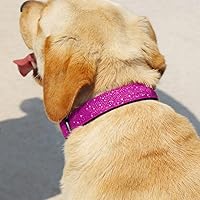 Vista 4 de TDTOK Collar Básico Brillante para Perro, Collar para Perro Cómodo y Duradero para Perros Pequeños, Medianos y Grandes con Hebilla de Plástico
