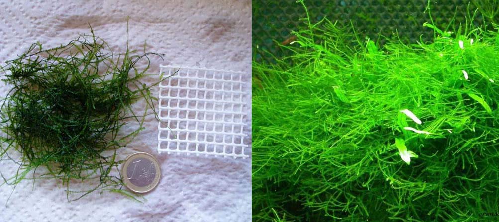 Desconocido Musgo de Acuario,PECERA/,gambario. Java Moss.Cultivo sumergido.
