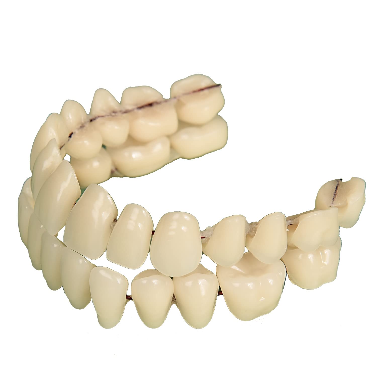 NAUZE 56pcs/2 Set Resin Denture False Teeth Tooth Filling Dental Teeth Teaching Model Dental Oral Hygiene Tools