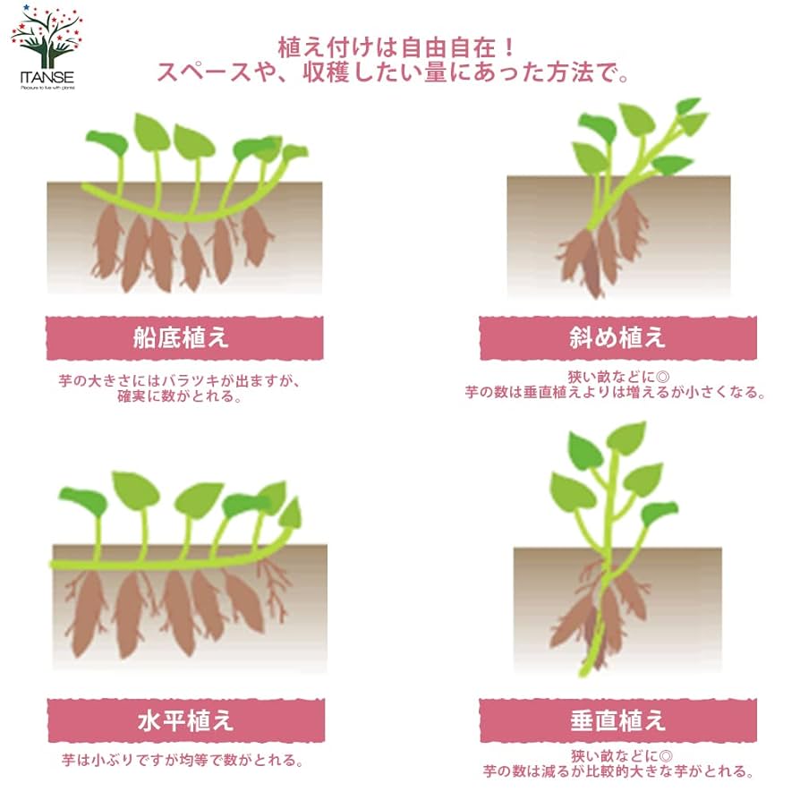 サツマイモ切苗 金時　1000本 さつまいも切苗 品種：金時(キントキイモ)【野菜の苗／切苗(約25