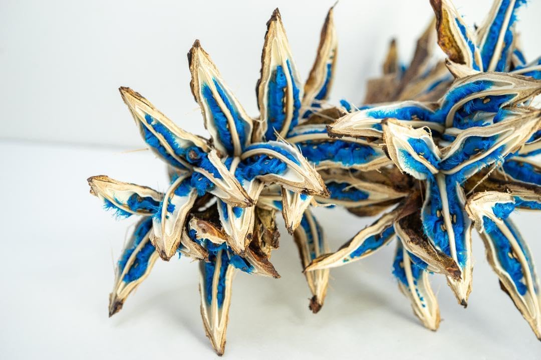 タビビトノキ 青い種 旅人の木 2 オオギバショウ 種子 タビビトノキ の 実 タビビトノキ 青い種 旅人の木 2 オオギバショウ 種子 タビビトノキ の 実