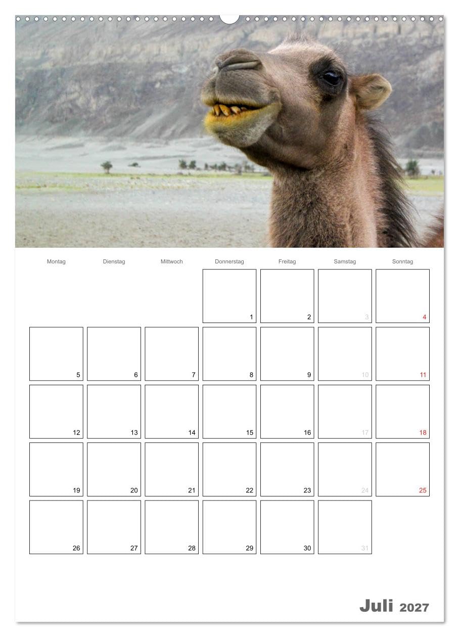 CALVENDO - Kamel Porträt (hochwertiger Premium Wandkalender 2027 DIN A2 hoch), Kunstdruck in Hochglanz: Der etwas andere Tierkalender jetzt als Familienplaner