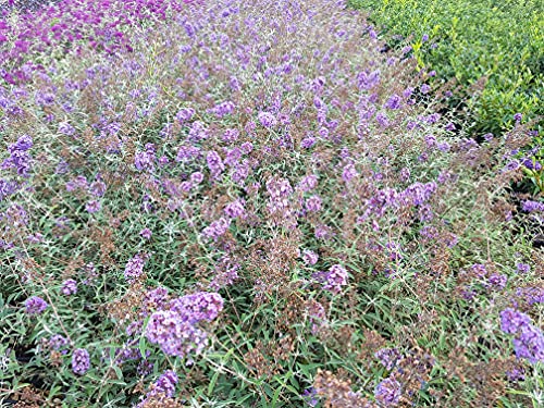 Buddleja Davidii Nanho Blue (Albero delle Farfalle) vaso 19 cm