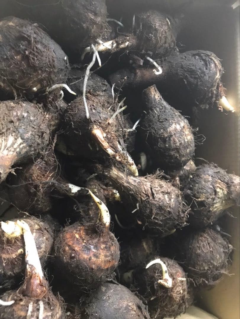 Amazon｜八つ頭 500g 八頭 ヤツガシラ 種芋｜観葉植物 オンライン通販