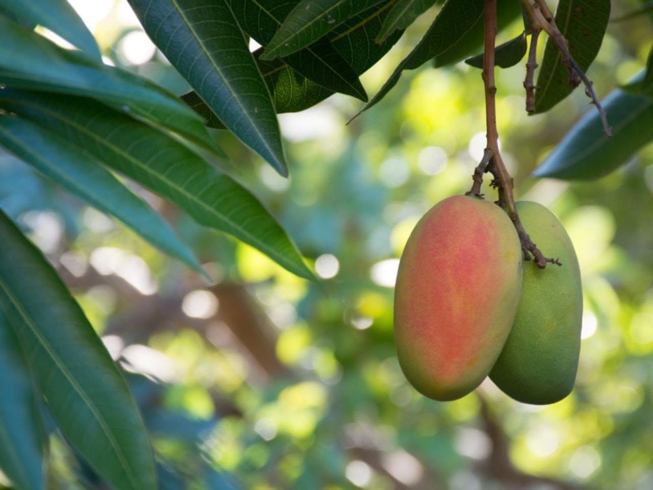 Mango Live Fruit Tree Plant Suitable for Terrace Garden (1 Live Healthy Plant)