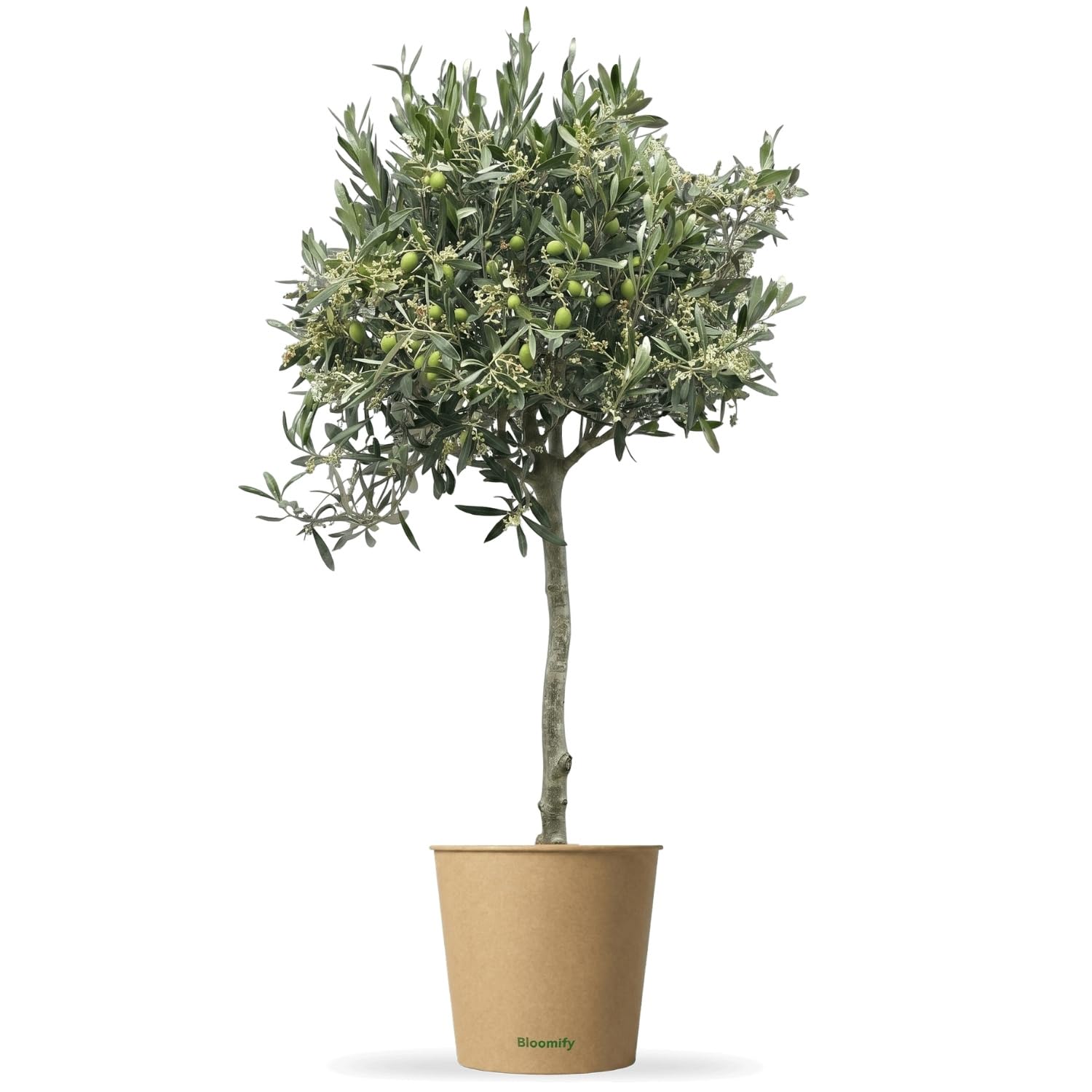 Bloomify® Olivenbaum "Olivia" | 80 bis 110 cm großes, mehrjähriges Olivenbaum-Stämmchen | geschützt winterharte und pflegeleichte Oliven-Pflanze für Terasse oder Balkon | sehr ertragreich