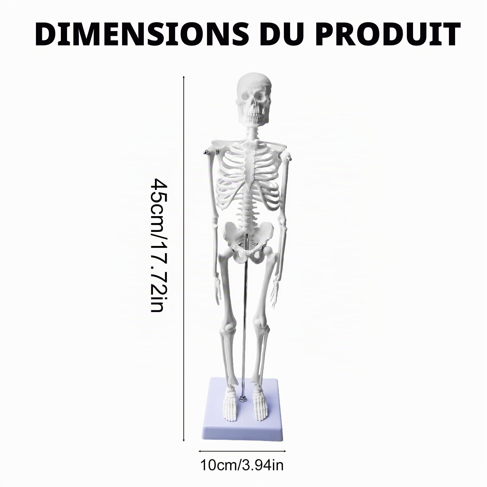 Modèle squelette humain 45 cm pour anatomie, petit squelette modèle anatomique, modèle d'anatomie fonctionnel pour les études de médecine et les cliniques