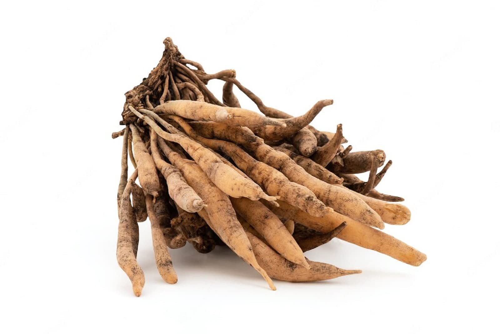 SHATAVARI - Asparagus racemosus – 180 gélules 300 MG (BIO)
