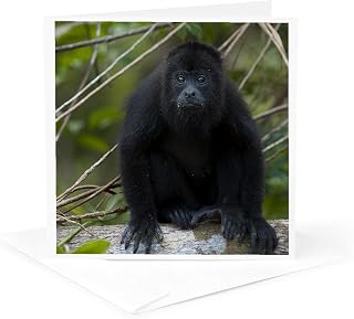 3dRose Greeting Card - Black Howler Monkey, Community Baboon Center, Belize - SA02 POX0025 - Pete Oxford - Monkeys