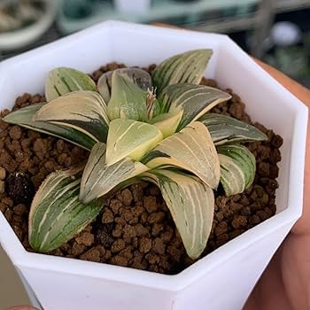Amazon｜多肉植物 ハオルチア アトロフスカ錦｜観葉植物