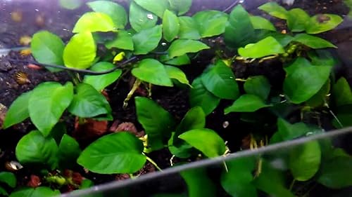 Anubias Barteri Pot Anubias de hoja ancha Anubias Plantas de acuario fáciles de vivir Plantas acuáticas Comprar 2 OBTENER 1