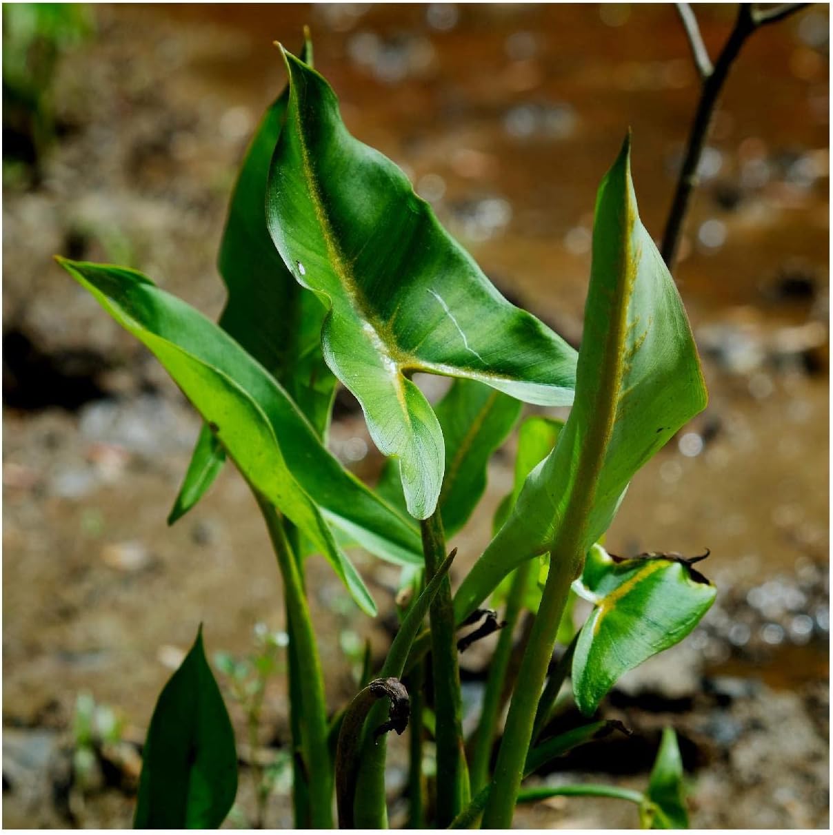 Everwilde Farms - 1 Lb Arrow Arum Native Wildflower Seeds - Gold Vault