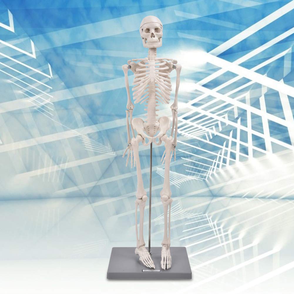 Modelo de Esqueleto, Realista, Fácil de Usar, Brazos Y Piernas Flexibles Visuales, Modelo de Esqueleto Humano para Escuelas, Uso de Enseñanza para Exhibición Y Estudio
