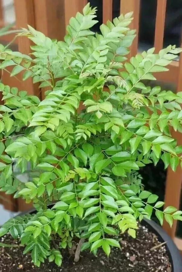 Live Curry Leaf Plant Curry Tree Sweet Neem Plant White Flowers Black Fruit 9-12 Inch Tall Half Gal Pot- No Ship CA