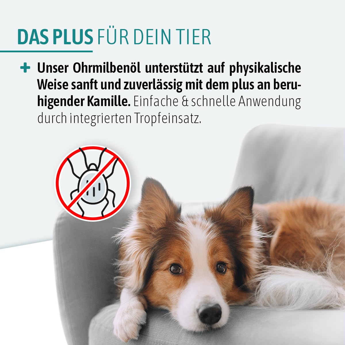 AniGo Huile anti-acariens pour chiens et chats 50 ml – Huile d'oreille nourrissante à la camomille contre les acariens – Soutien doux en cas de démangeaisons et oreilles irritées