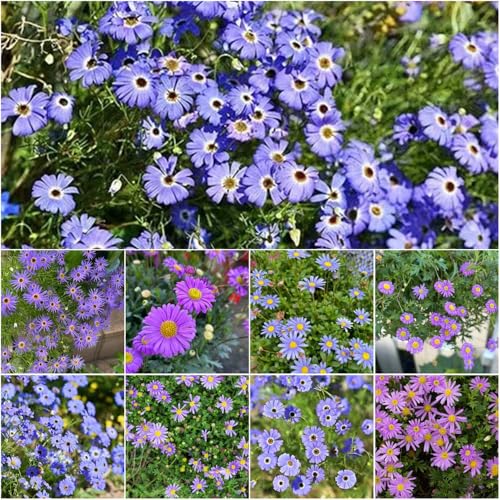 Decoración de margaritas - semillas decorativas - Serie de raras perenne resistente que cubre el suelo margaritas Prado decoración 160pcs