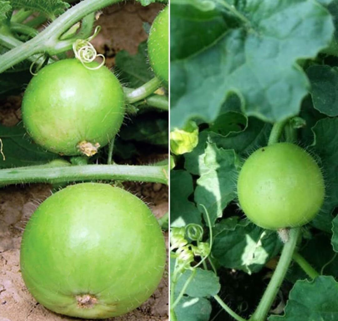 Vegetable Seeds | Tinda/Round Gourd Seeds | Best For Home & Kitchen Gardening - 50 Seeds-picture-31