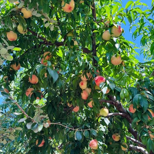 Semillas resistentes de melocotonero,semillas de melocotón,fruta columnar resistente jardín decorativo,fácil de plantar de jardín 5pcs