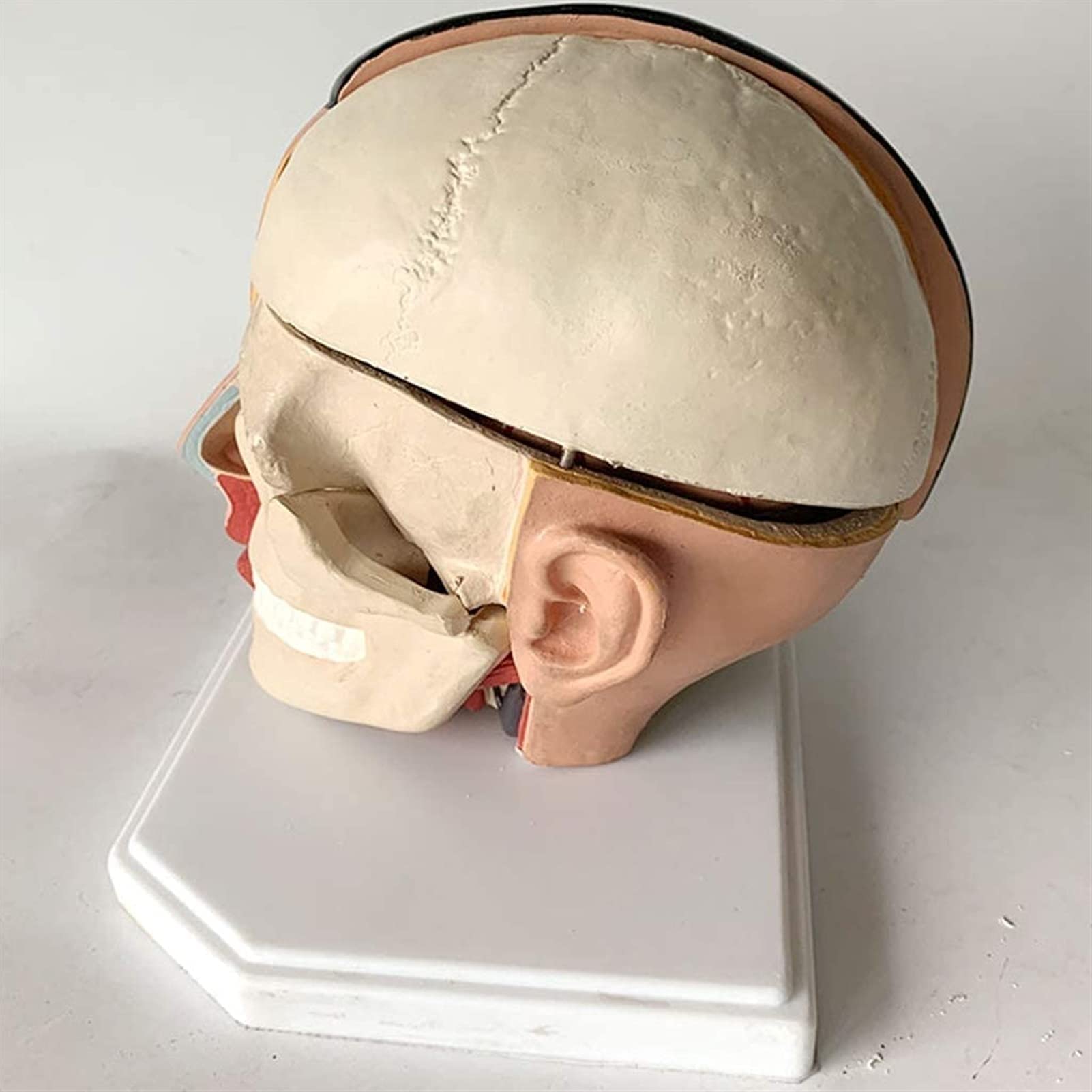 Modelo Cuerpo, Modelo Esqueleto, Modelo Educativo, Modelo Cerebro, Modelo Arteria Craneal, Cerebro Humano Extraíble Ayuda Educativa Médica, Equipo Laboratorio