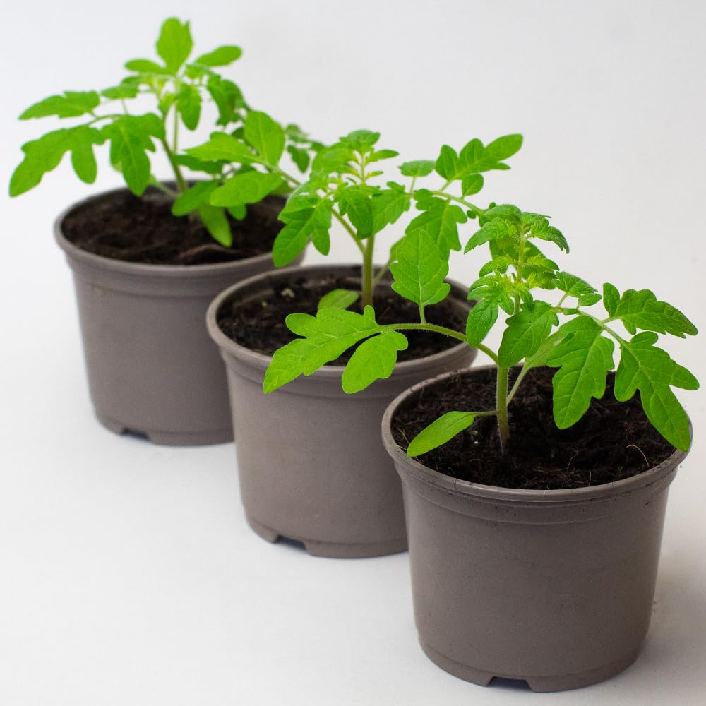 3 x Cherry Tomato Plants - Fresh Vine Tomatoes, green - Image 3