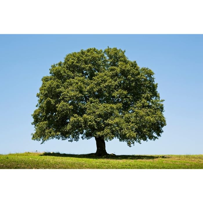 Buy White Oak Tree Seeds for Planting 10 Big Healthy Seeds White