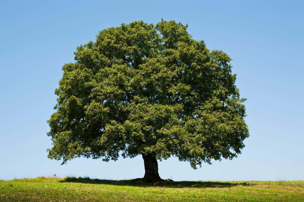 Buy White Oak Tree for ing 10 Big y White Oak is Prized for