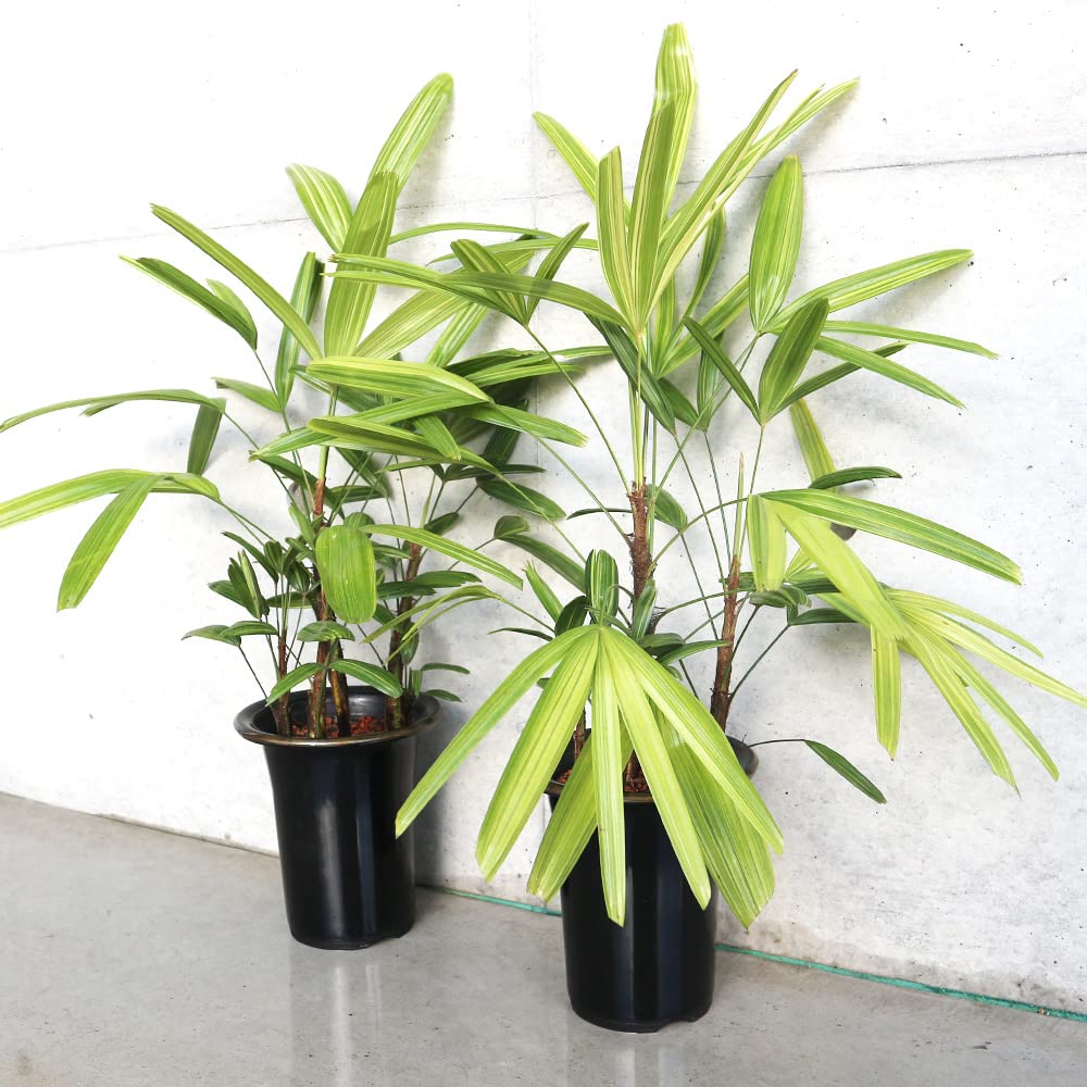 Amazon｜観音竹(カンノンチク) 綾錦 5号鉢【品種で選べる観葉植物