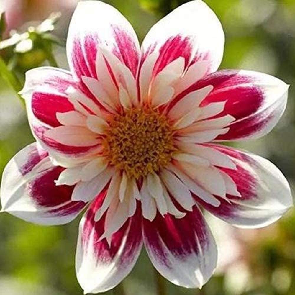 PUAS-830-Real Special White Dahlia-image-25