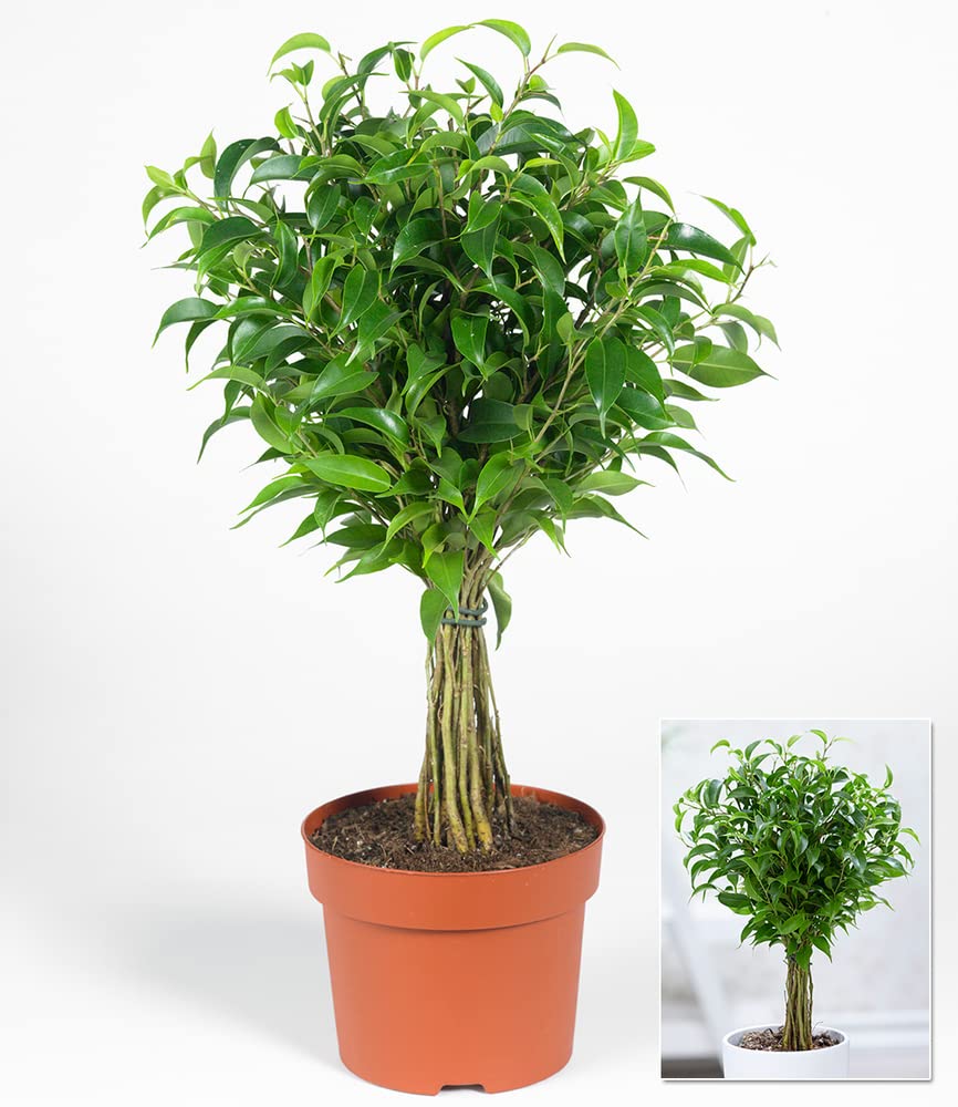 engrais bonsai organique Engrais Bougainvillea / Laurier Algoflash 7-3-6 – Booster floral & vigueur  – Pépinière.ca main image 1