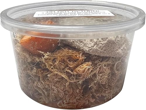 Live Porcellio laevis Orange Isopods - Assorted Sizes - Terrarium Cleaner Crew - Live Arrival Guaranteed (12 ct.)