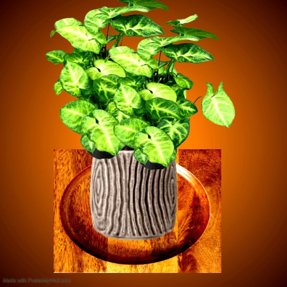 I Syngonium Pixie live Plant with free organic Fertilizer I table top Indoor Plant Decor home office I Positive energy I Air Purifing live plant I 4