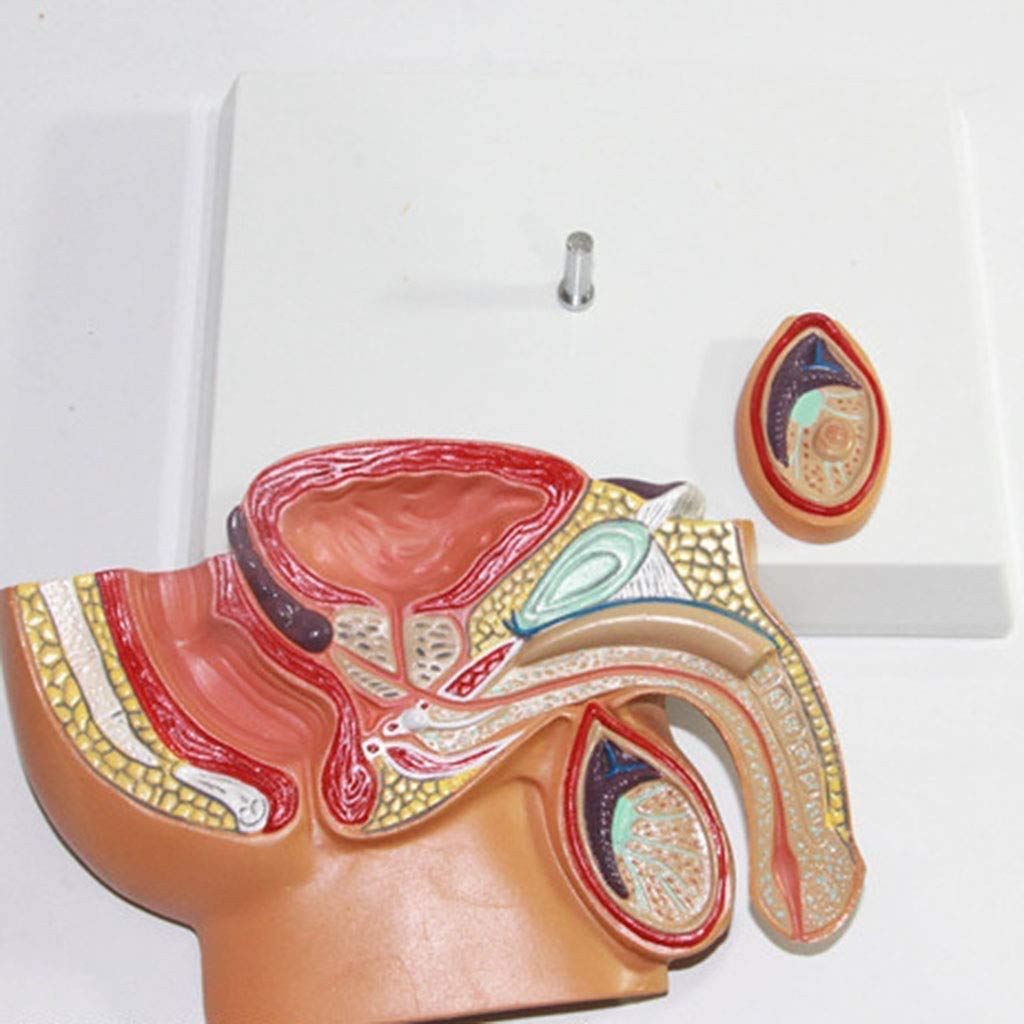 Prostate Modèle système reproducteur mâle Prostate Anatomie Science Modèle Anatomique enseignement en Classe, des modèles et du matériel médical