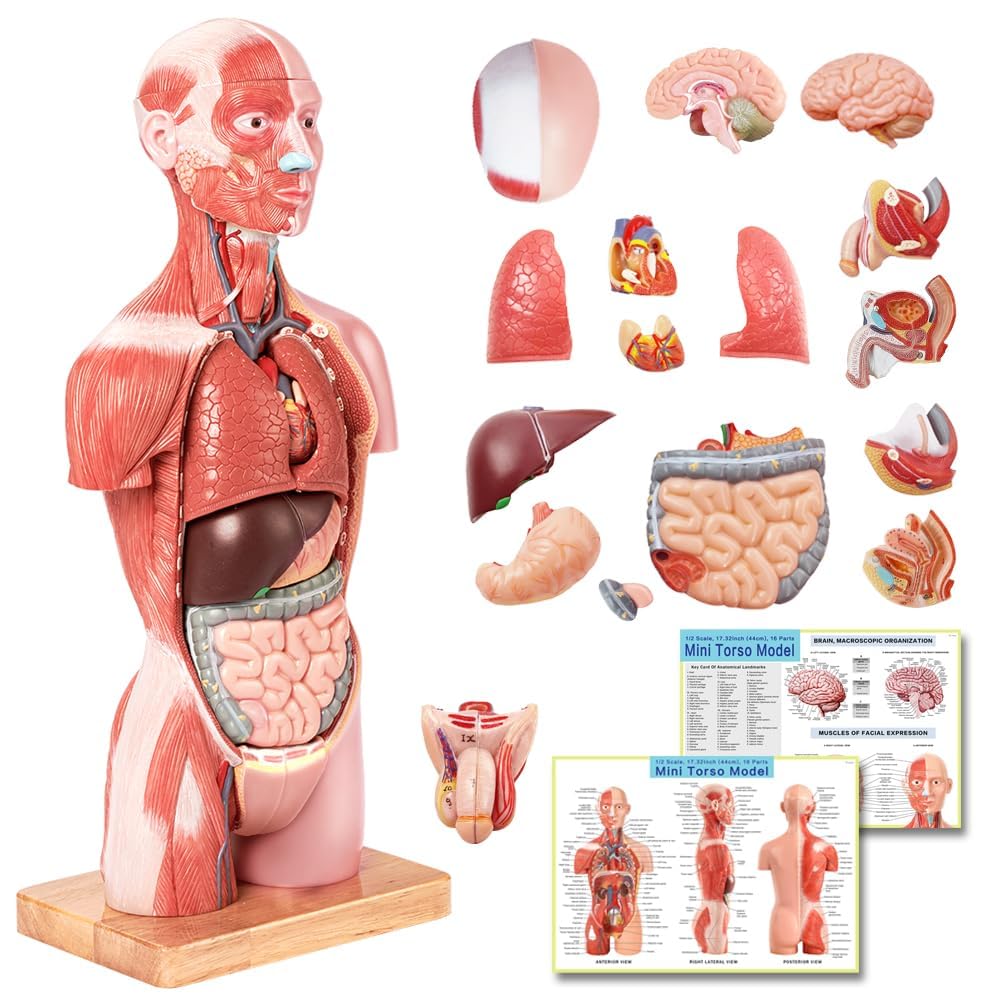 EVOTECH SCIENTIFIC - Modello di corpo umano, 45 cmi, modello anatomico del torso umano con testa, cuore, scheletro, cervello, età 4+, per educazione prescolare